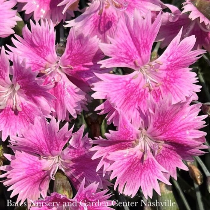 #1 Dianthus Everbloom 'Watermelon Ice'/ Pink