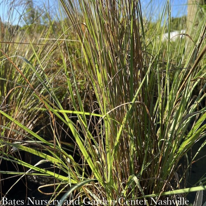 #3 Grass Calamagrostis x acutiflora Lightning Strike/ Variegated Feather Reed