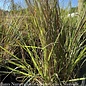 #3 Grass Calamagrostis x acutiflora Lightning Strike/ Variegated Feather Reed