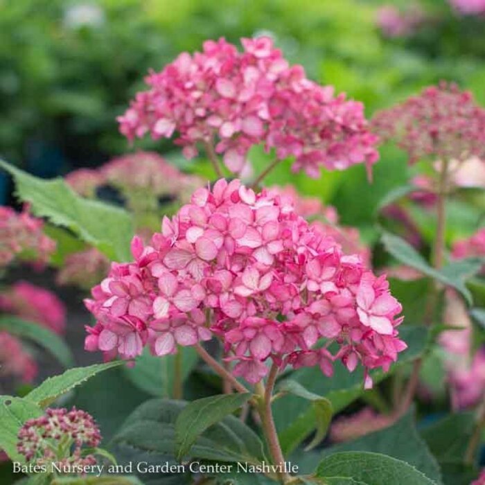 #2 Hydrangea arb PW Invincibelle 'Ruby'/ Smooth Red-Pink (Annabelle Type) Native (TN)