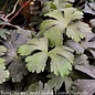 QP Geranium mac Huggy Bear/ Dark Leaf Cranesbill
