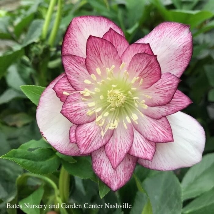#1 Helleborus Winter Jewels 'Cherry Blossom'/ Lenten Rose