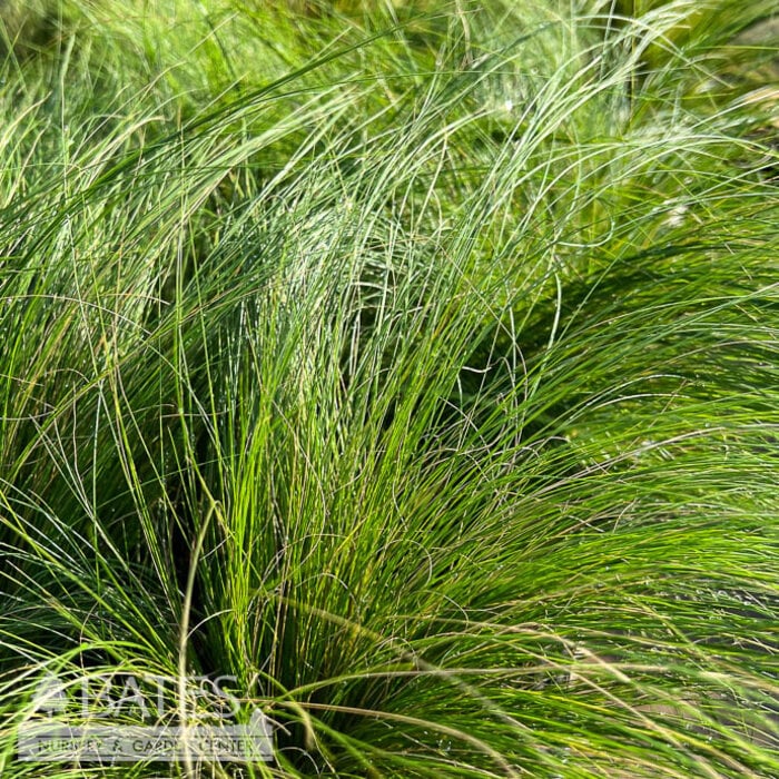 QP Grass Nassella (Stipa) tenuissima/ Mexican Feather - No Warranty