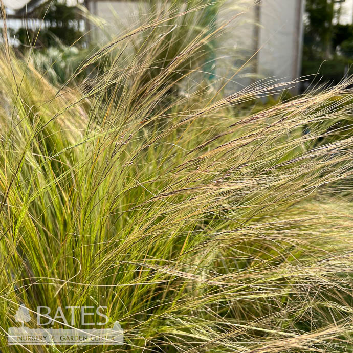 #1 Grass Nassella (Stipa) tenuissima/ Mexican Feather - No Warranty
