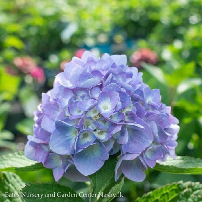#3 Hydrangea mac Nikko Blue/ Bigleaf/ Mophead Blue to Pink