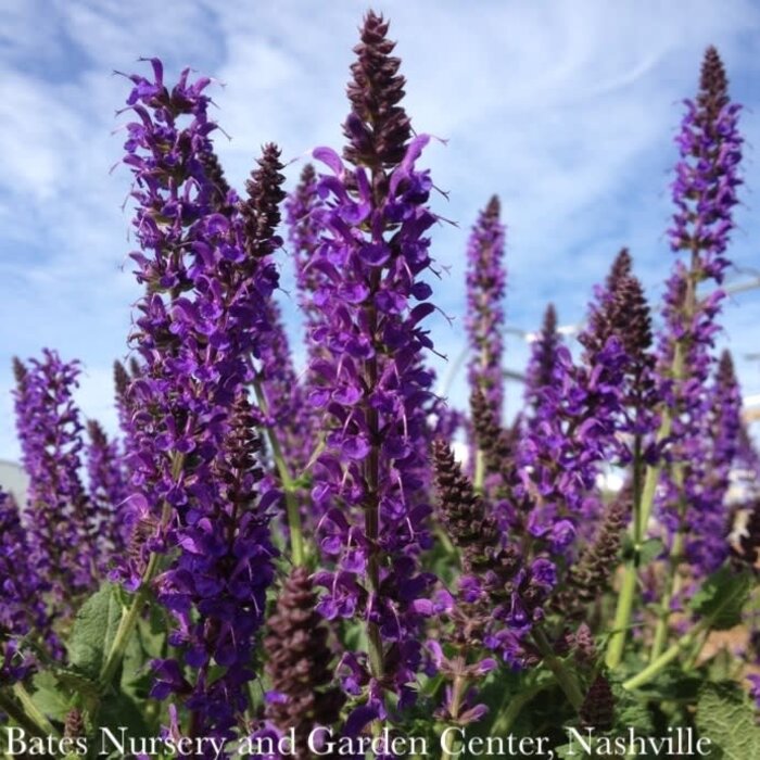 #1 Salvia x sylvestris May Night/ Purple Meadow Sage