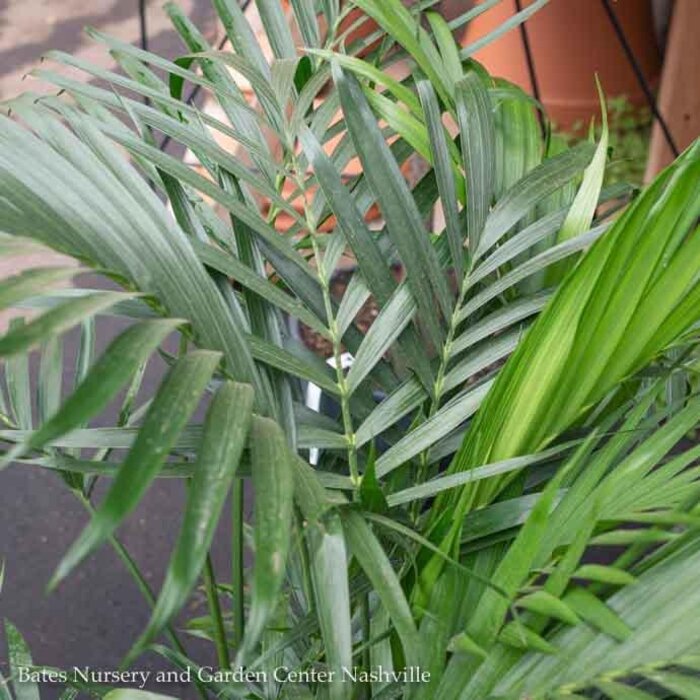 #3 Palm Cham Cataractarum / Cat Palm /Tropical