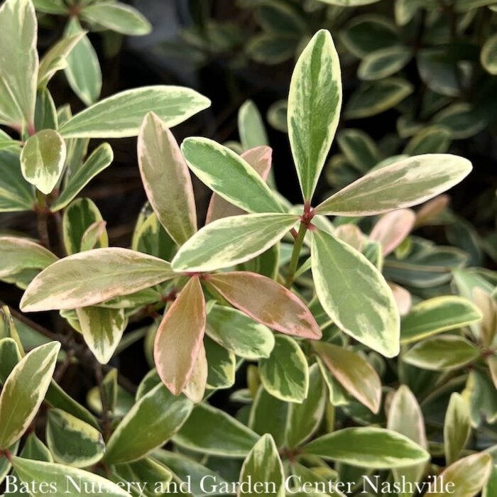 #3 Cleyera japonica 'Broody' SL Juliet/ Variegated Ternstroemia