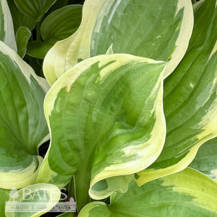 #1 Hosta Oh Cindy/ Green, Yellow Variegated