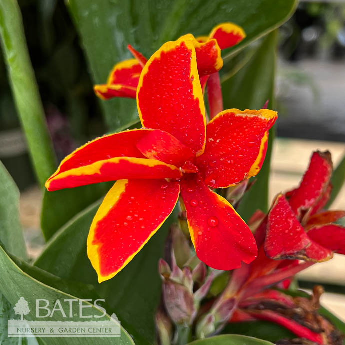 Tropical #1 Canna Cannova 'Red Golden Flame'  - No Warranty