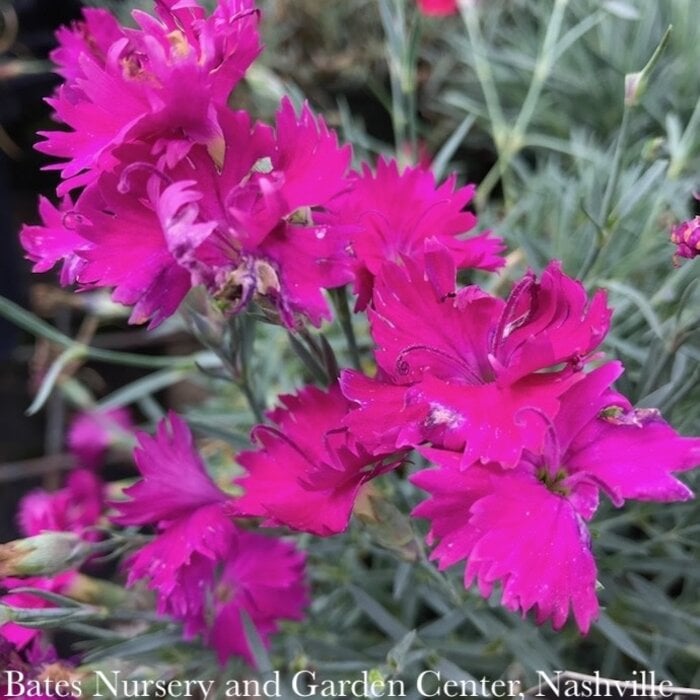 QP Dianthus x Neon Star/ Fuchsia Pink