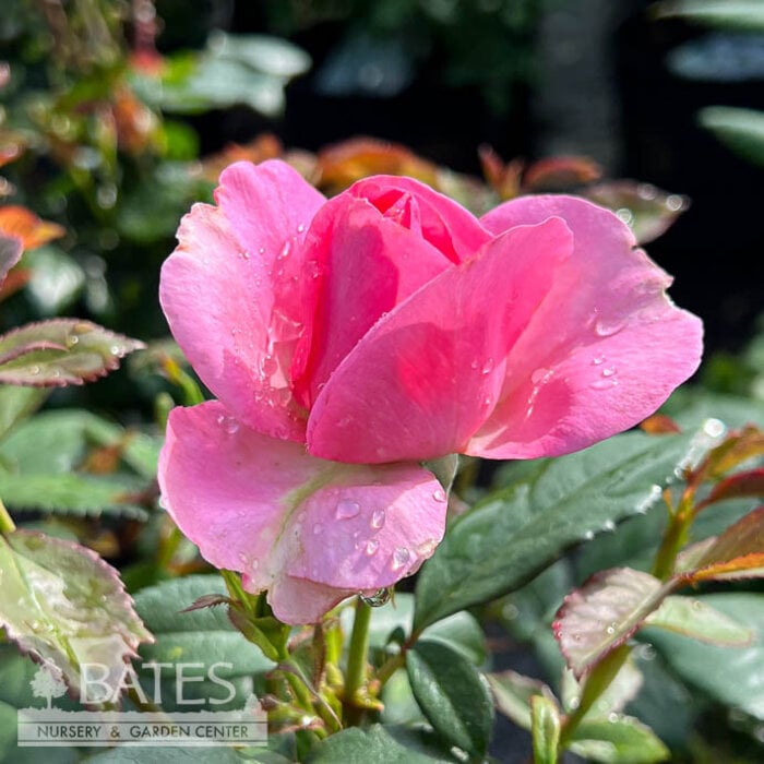 #3 Rosa Miss Manners/ Pink Grandiflora Rose - No Warranty