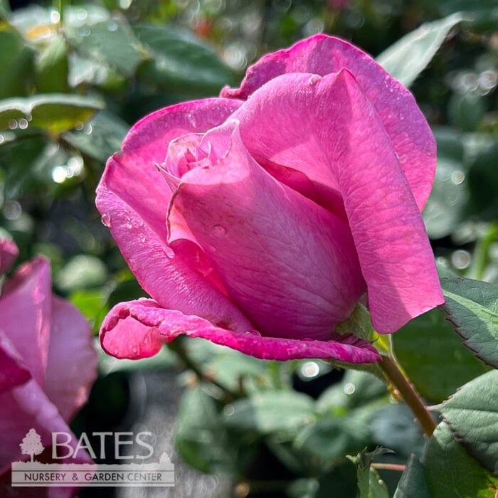 #3 Rosa Fragrant Plum/ Lavender Grandiflora Rose - No Warranty