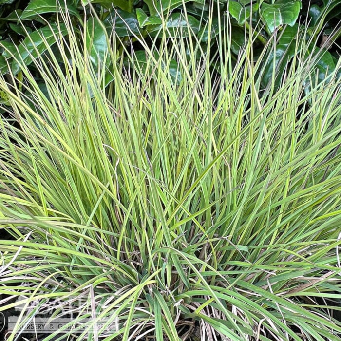 #1 Grass Schizachyrium scop Jazz/ Little Bluestem Native (TN)