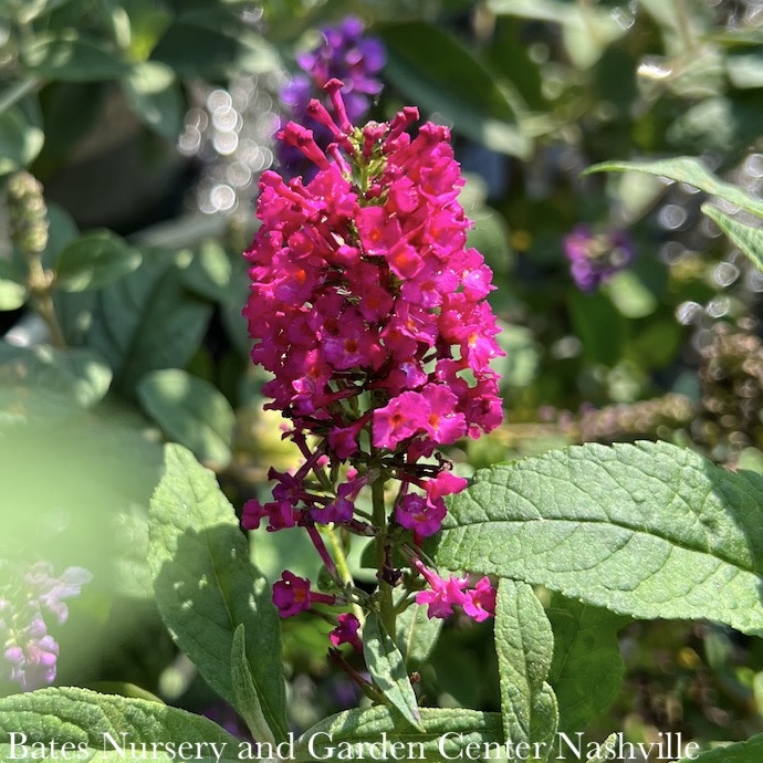 D15Buddleia / Butterfly Bush 3 Buddleia Cranrazz/ Butterfly Bush