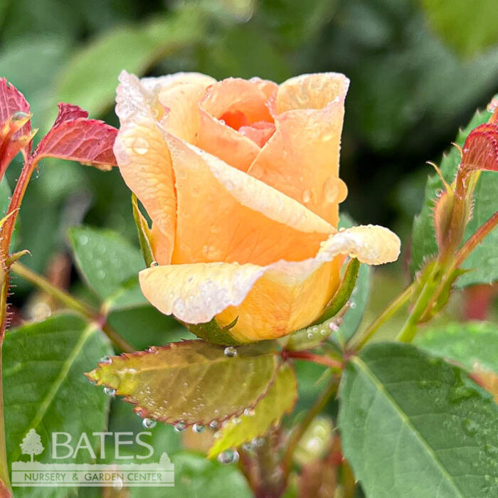 #3 Rosa Bathsheba/ Apricot David Austin Shrub Rose - No Warranty