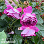 #3 Rosa Cosmic Clouds/ Pink w White Reverse Shrub Rose - No Warranty