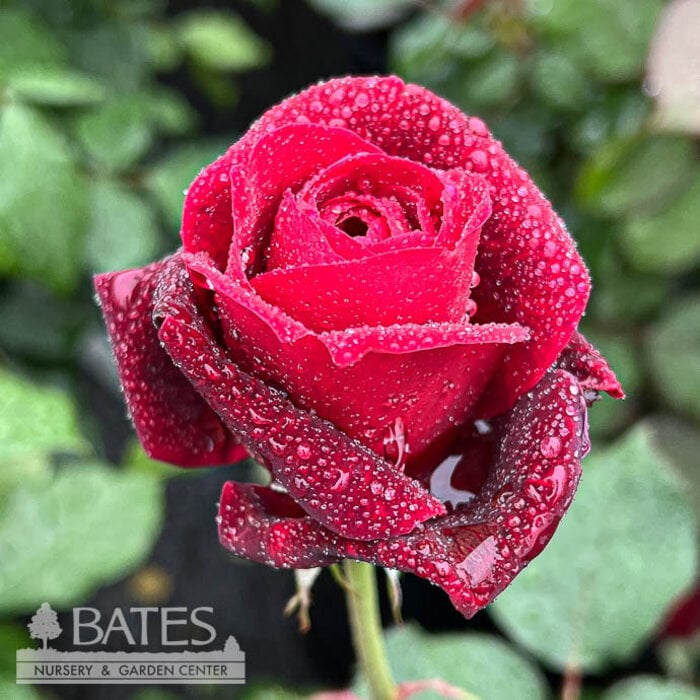 #3 Rosa Don Juan/ Red Climbing Rose - No Warranty
