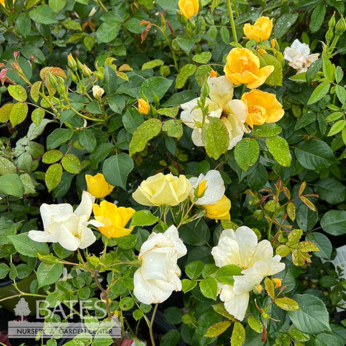 #2 Rosa The Easy Bee-zy Knock Out/ Yellow Shrub Rose - No Warranty