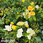#3 Rosa The Easy Bee-zy Knock Out/ Yellow Shrub Rose - No Warranty