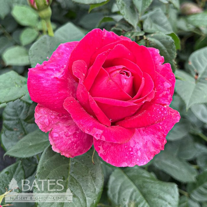 #3 Rosa Grande Dame/ Pink Hybrid Tea Rose - No Warranty