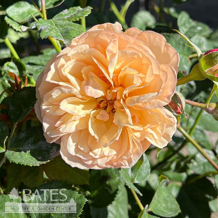 #2 Rosa x PW Flavorette 'Honey-Apricot'/ Orange Rose