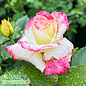 #3 Rosa Make Me Blush / Pink, Yellow, White Hybrid Tea Rose - No Warranty