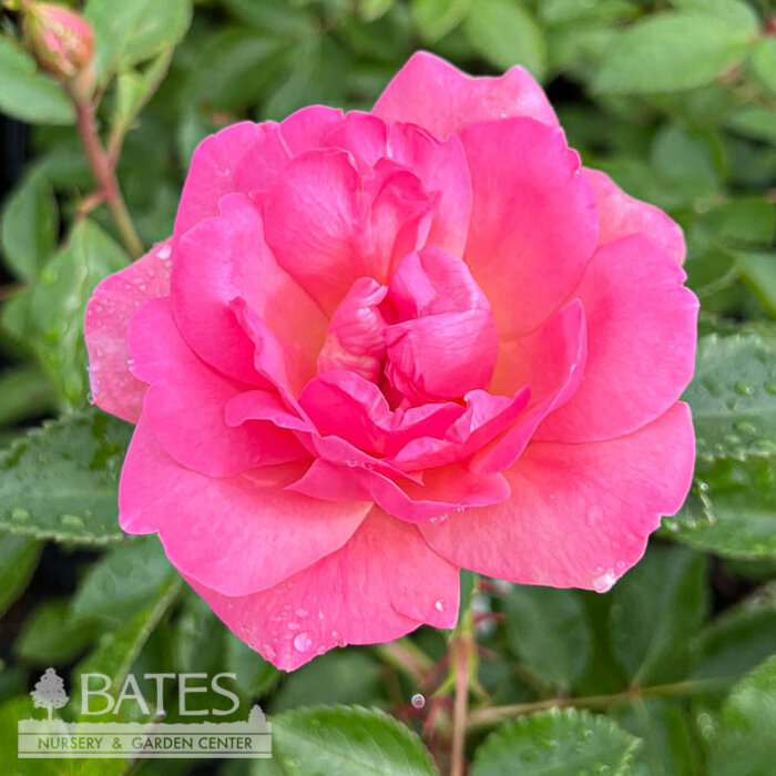 #3 Rosa Orchid Romance/ Dark Pink Floribunda Rose - No Warranty