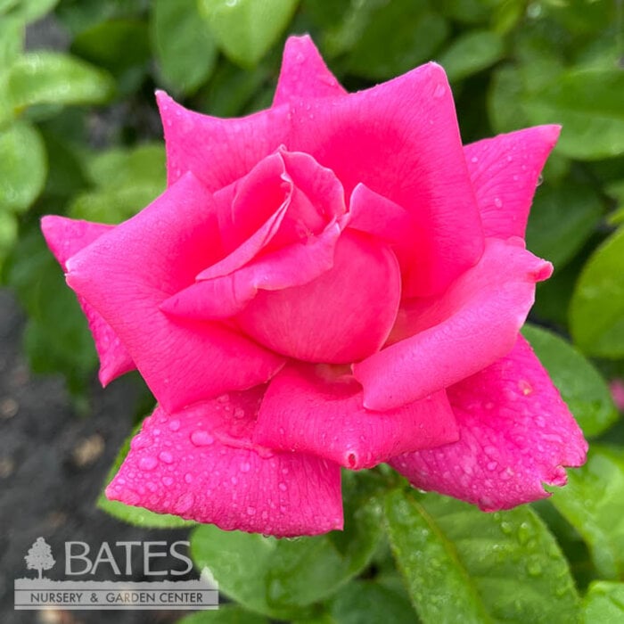 #2 Rosa Perfume Delight/ Pink Hybrid Tea Rose - No Warranty