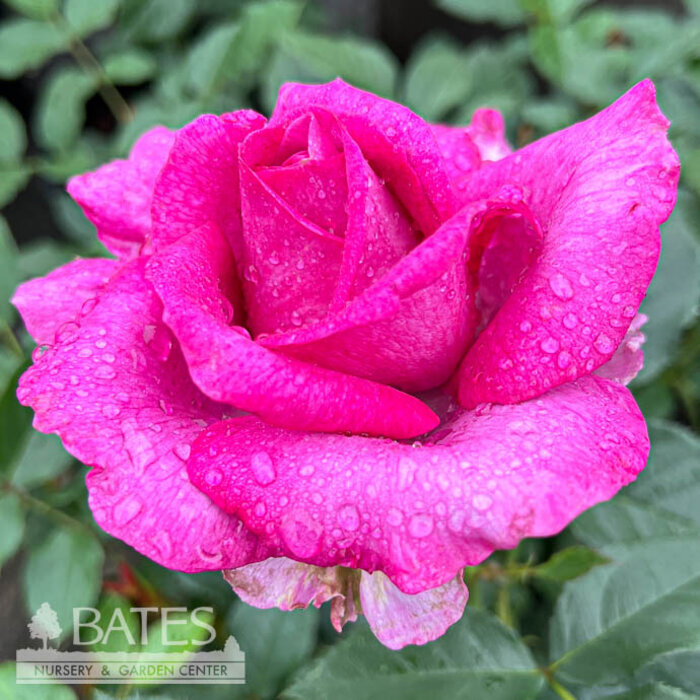 #3 Rosa Perfume Factory/ Magenta Hybrid Tea Rose - No Warranty