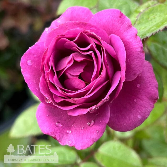 #2 Rosa Sunbelt 'Plum Perfect'/ Purple Floribunda Rose - No Warranty