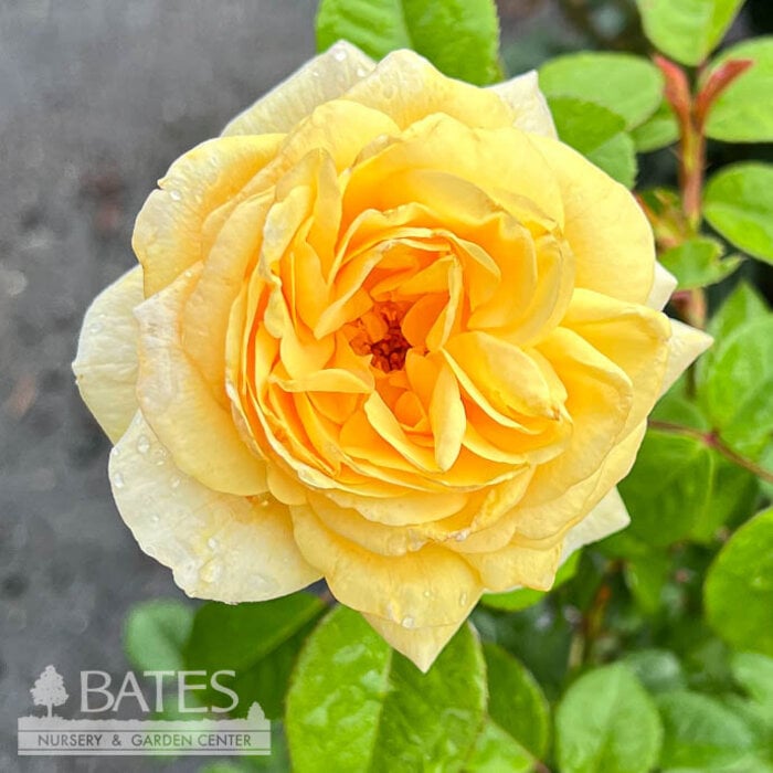 #3 Rosa Romantica 'Moonlight'/ Yellow Hybrid Tea Rose - No Warranty