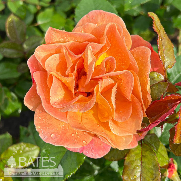 #3 Rosa Rosie the Riveter/ Orange Pink Floribunda Rose - No Warranty
