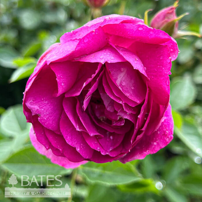 #3 Rosa Sultry Night/ Magenta Shrub Rose - No Warranty