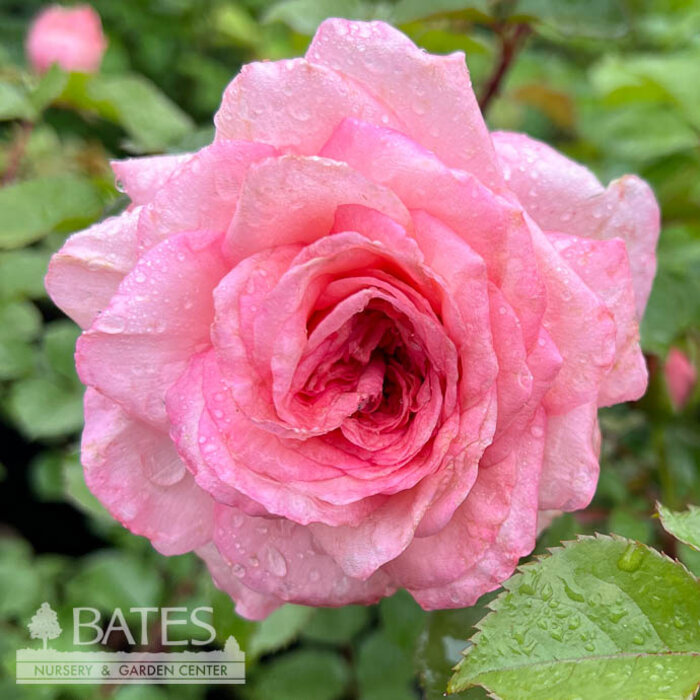 #3 Rosa Sunbelt 'Savannah'/ Pink Hybrid Tea Rose - No Warranty