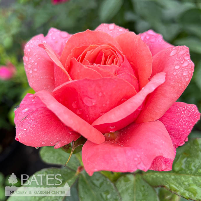 R30Roses Grandiflora 3 Rosa Uptown Girl/ Pink Grandiflora Rose No