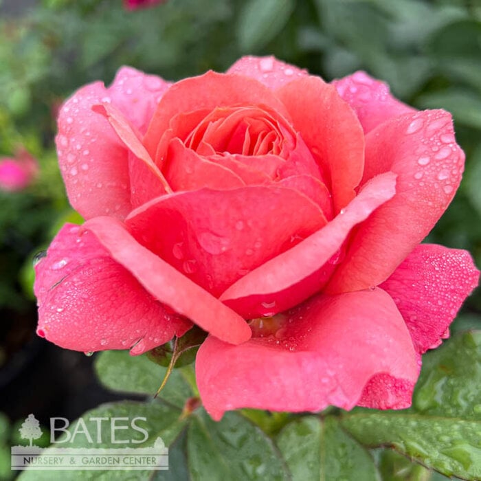#3 Rosa Uptown Girl/ Pink Grandiflora Rose - No Warranty