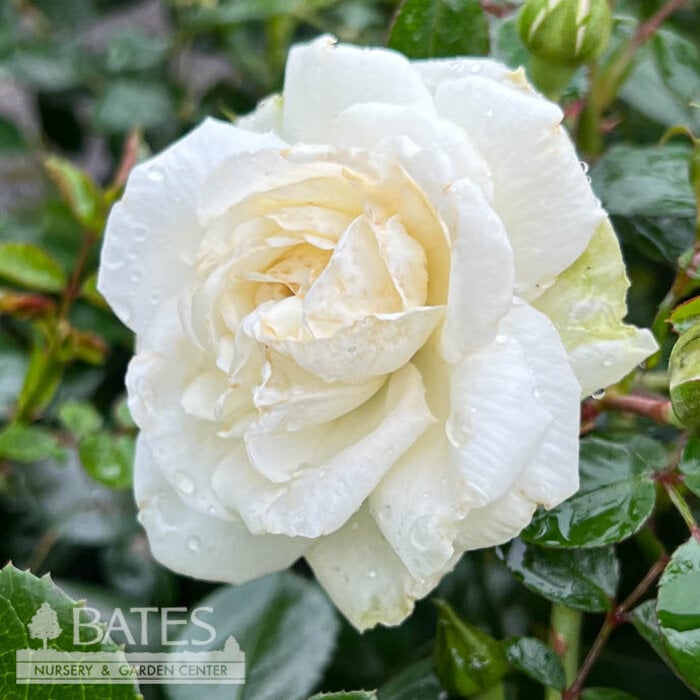 #3 Rosa White Dawn/ White Climbing Rose - No Warranty