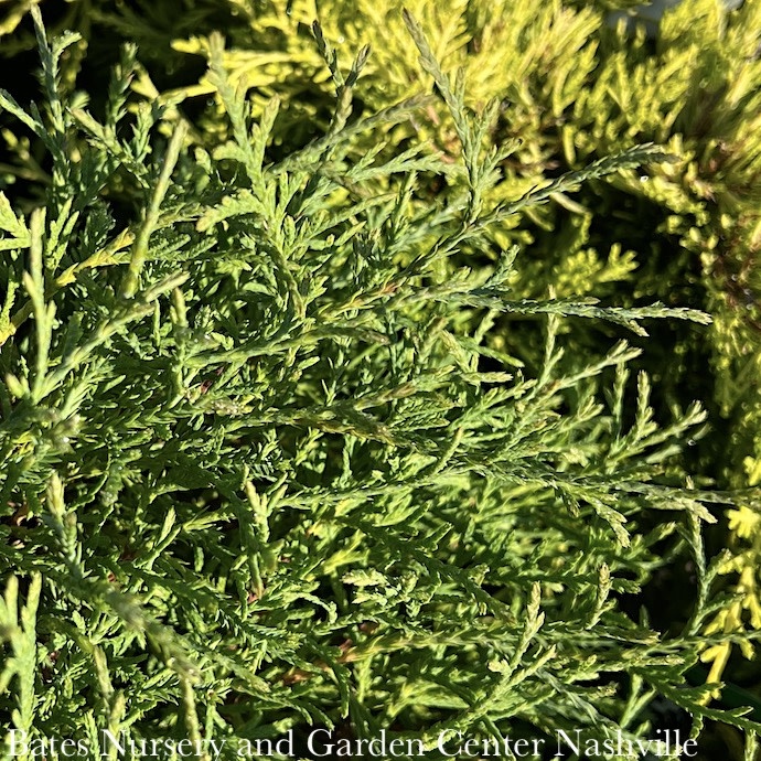 1 Thuja occ Mr. Bowling Ball/ Globe Arborvitae Bates Nursery
