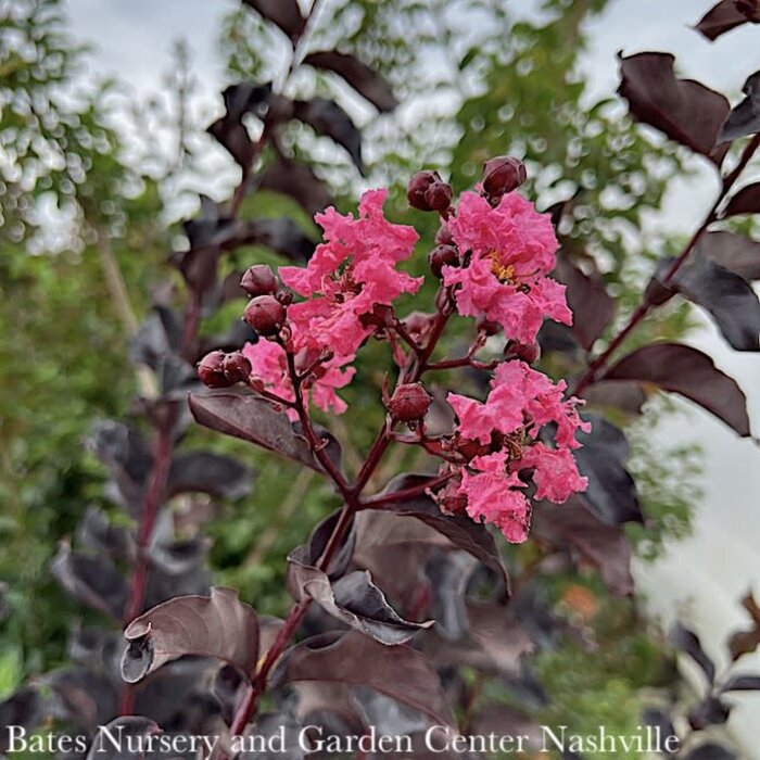 #3 Lagerstroemia Black Diamond 'Shell Pink'/ Semi-dwarf Crape Myrtle