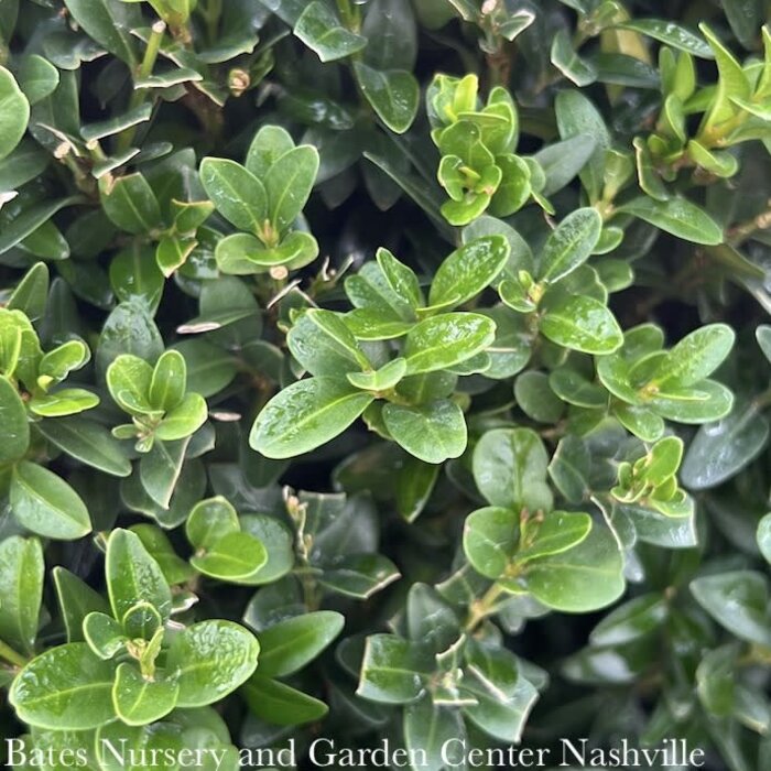 24" x 24" Buxus sempervirens/ American Boxwood