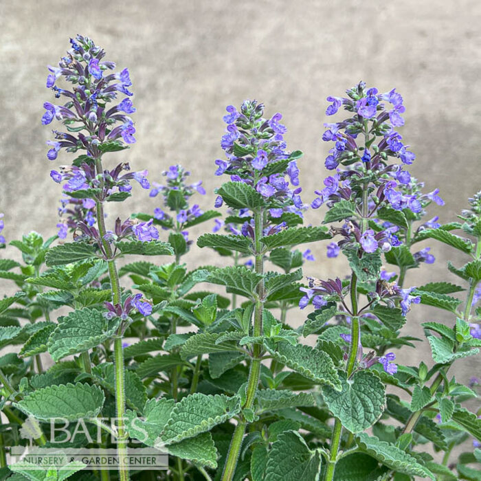 #1 Nepeta Whispurr Blue/ Catmint