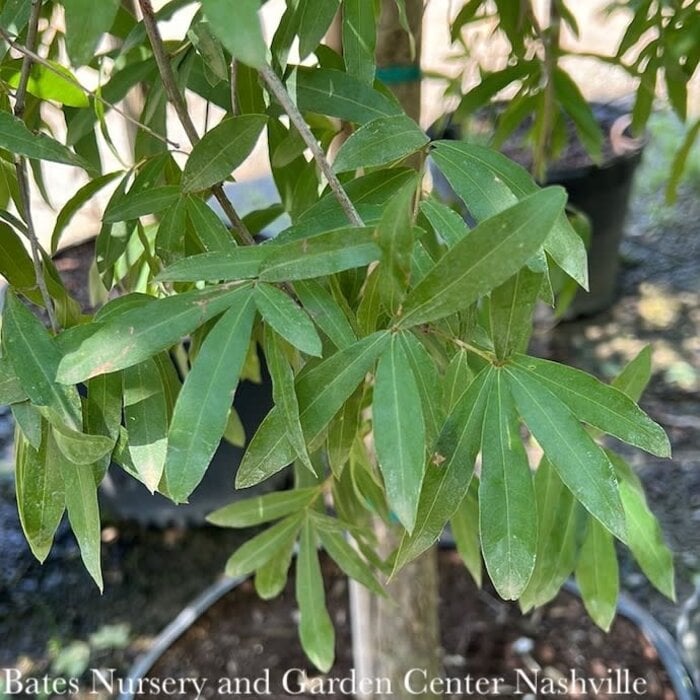 #7 Quercus phellos/ Willow Oak Native (TN)