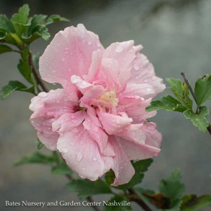 #5 Hibiscus syr PW Pink Chiffon/ Rose of Sharon/ Althea