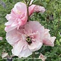#5 Hibiscus syr PW Pink Chiffon/ Rose of Sharon/ Althea