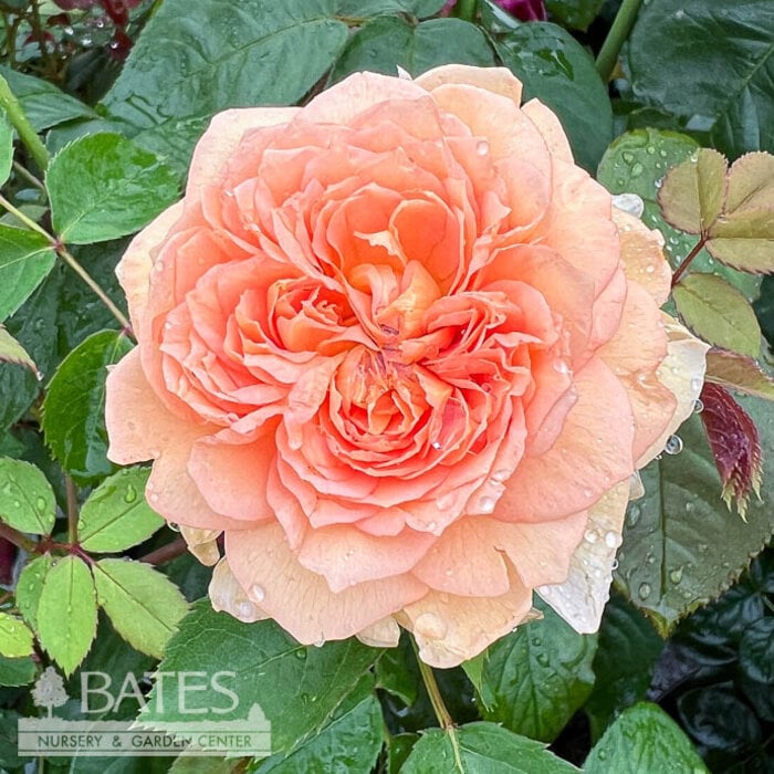 #3 Rosa Bathsheba/ Apricot David Austin Shrub Rose - No Warranty