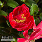 #2 Rosa Nitty Gritty 'Pink'/ Groundcover Rose - No Warranty