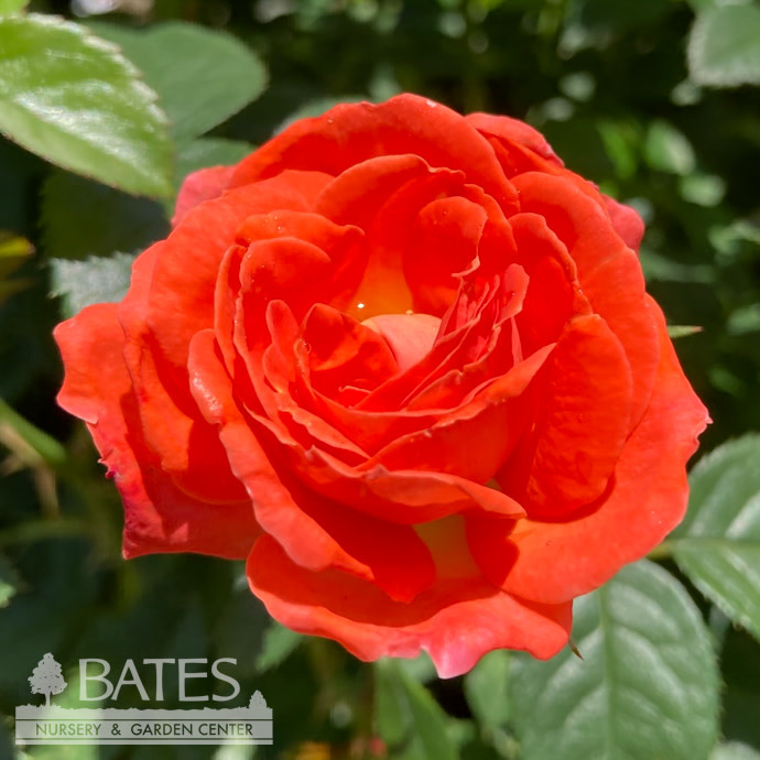 #3 Rosa Orange Glow Knock Out/ Shrub Rose - No Warranty