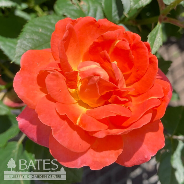 #3 Rosa Orange Glow Knock Out/ Shrub Rose - No Warranty
