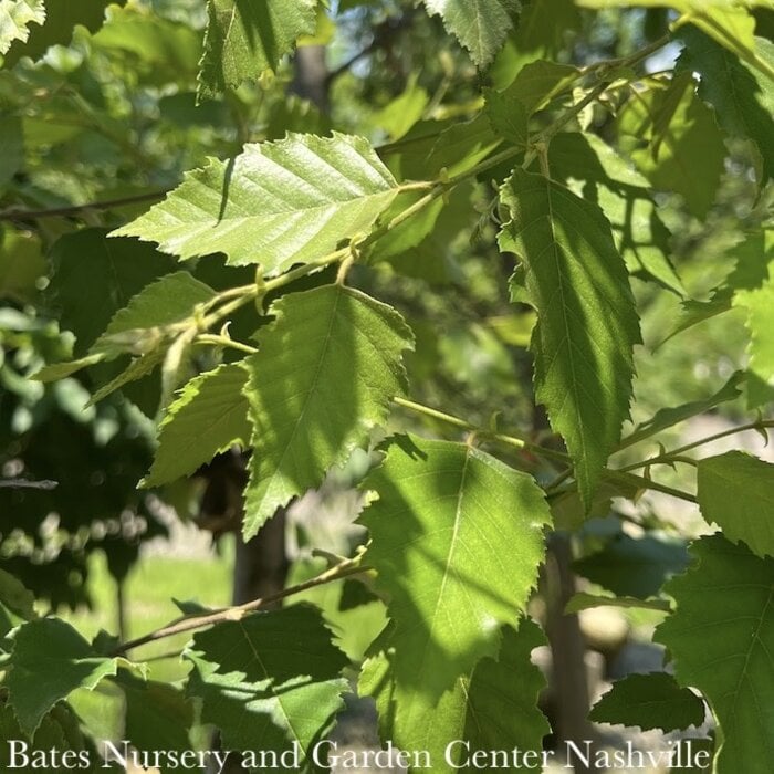 #30 CLUMP Betula nigra Dura Heat/ River Birch Native (TN)